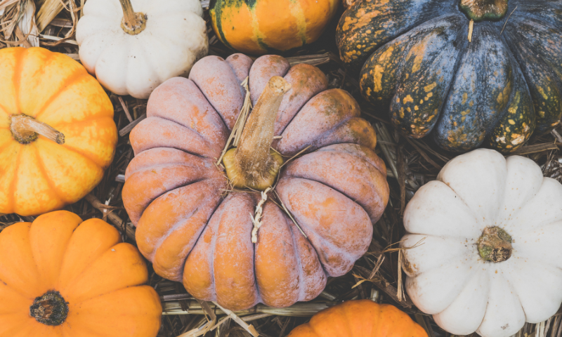 healthy pumpkin recipes